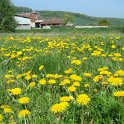 Taraxacum officinale prairie